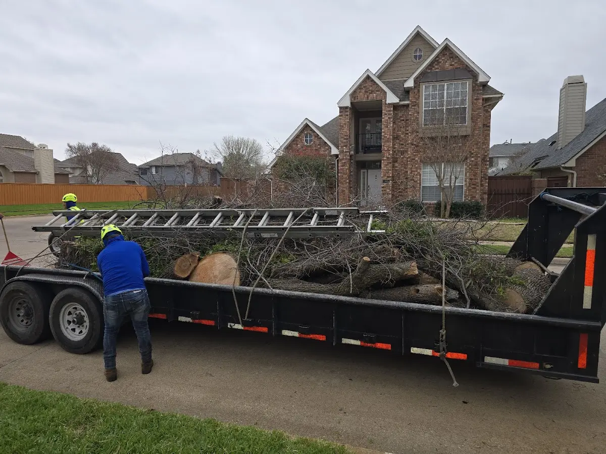 Expert Tree Pest Control with proper safety equipment in Hensley